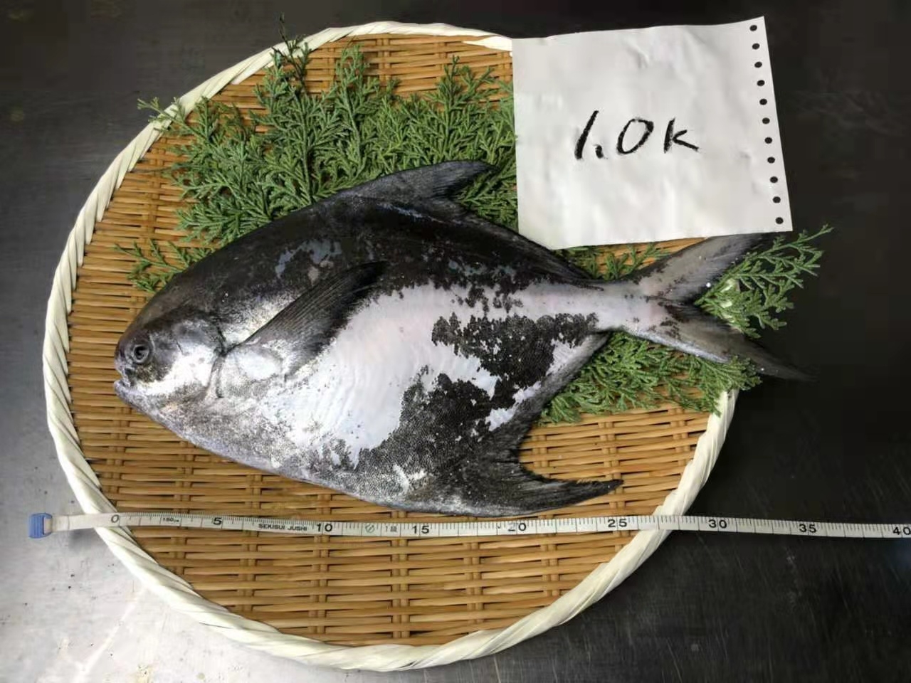 鲳魚1-3
